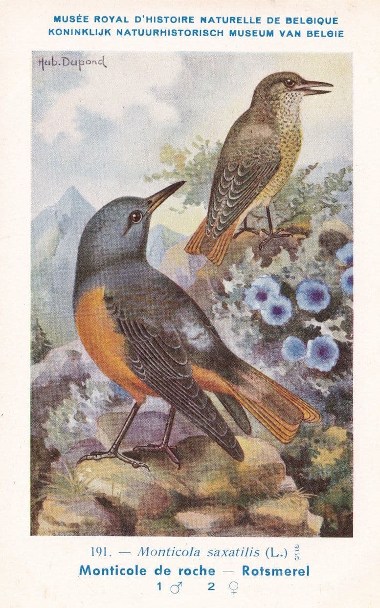 Common Rock Thrush Monticola Saxatilis WW2 Rare Bird Postcard
