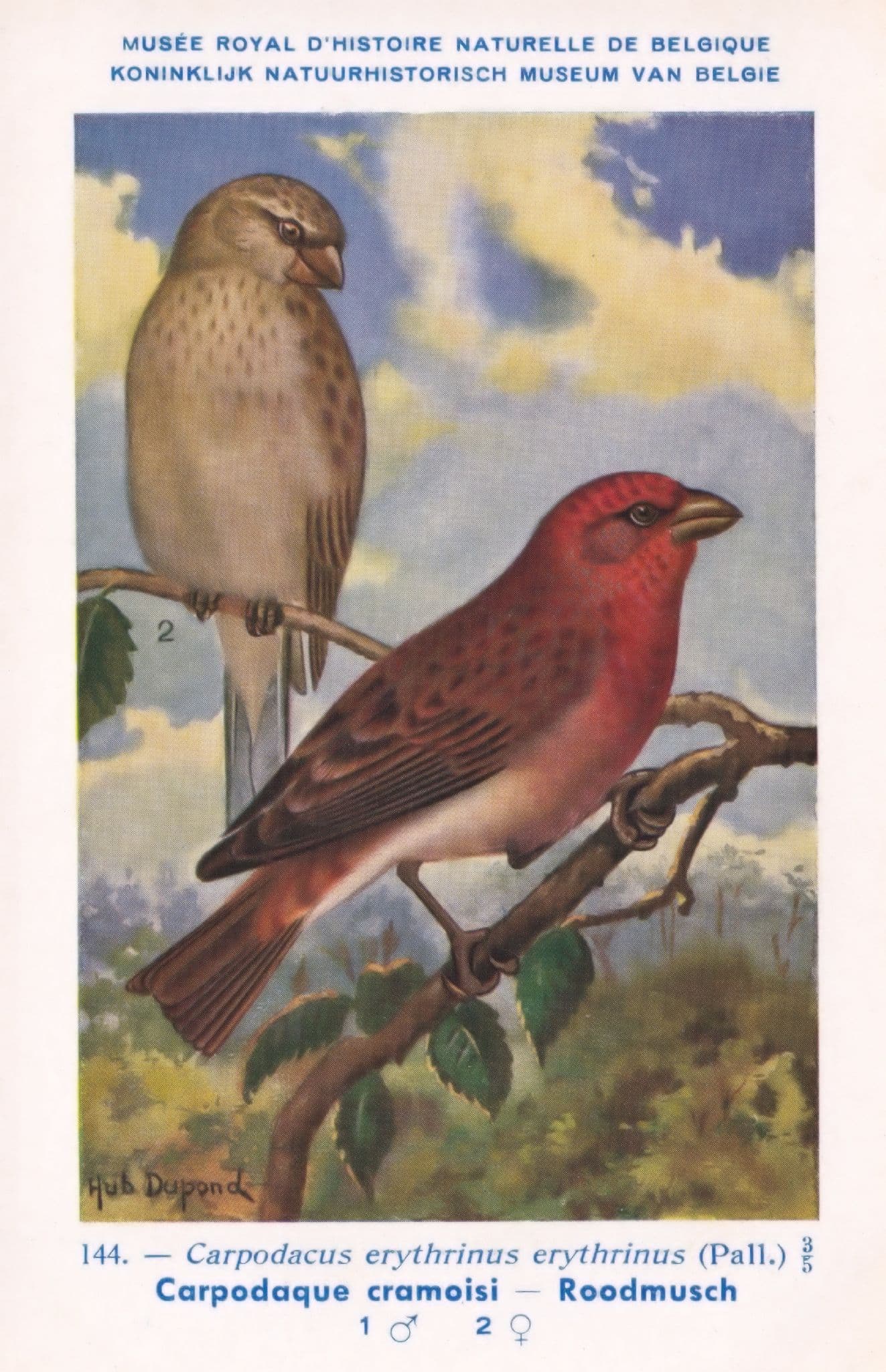 Common Rosefinch Carpodacus Erythrinus WW2 Bird Vintage Rare Postcard