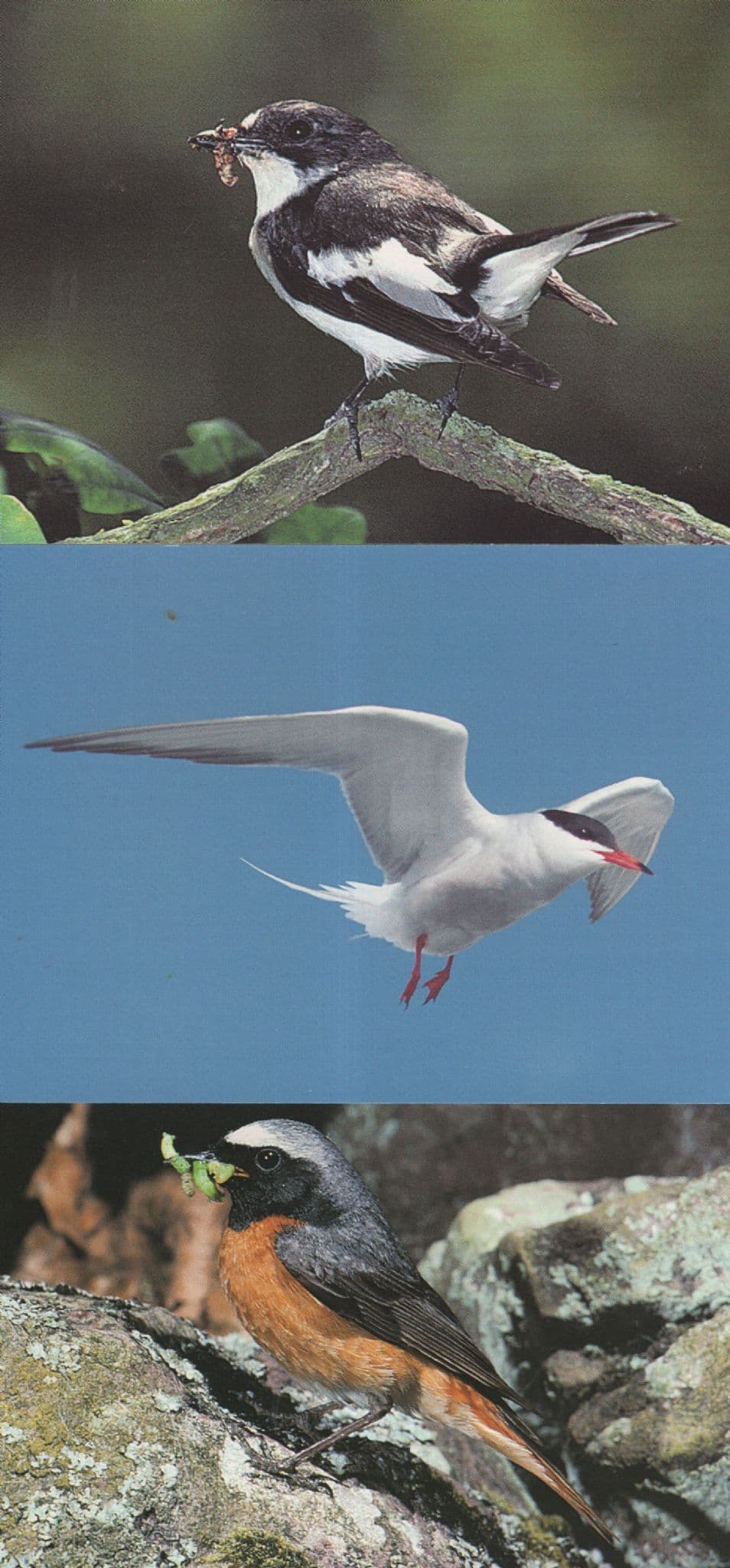 Common Tern Redstart Pied Flycatcher 3x RSPB Bird Postcard s