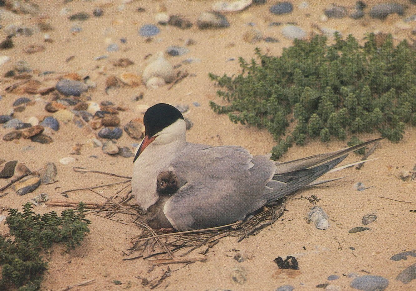 Common Tern With New Born Chick Baby Bird Blakeney Point Postcard