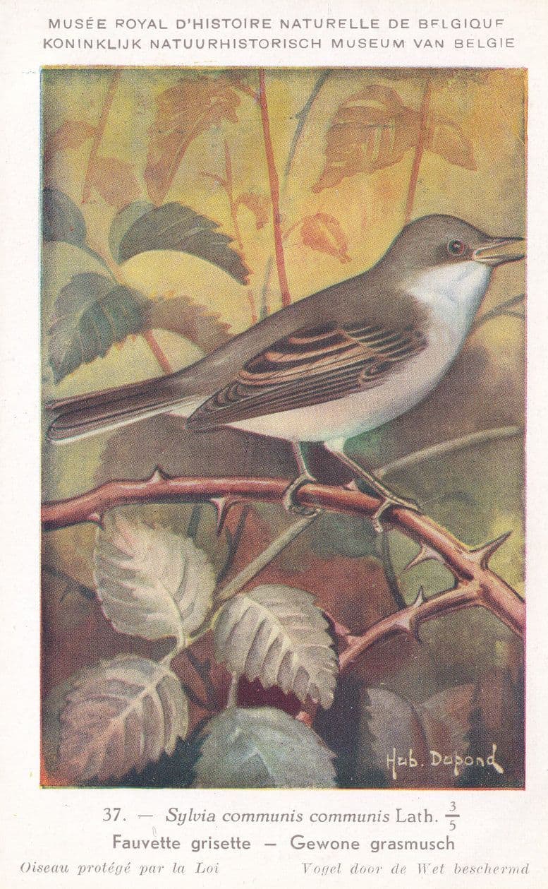 Common Whitethroat Warbler Sylvia Communis Bird WW2 Rare Postcard