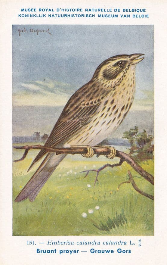Corn Bunting Emberiza Calandra WW2 Bird Rare Postcard