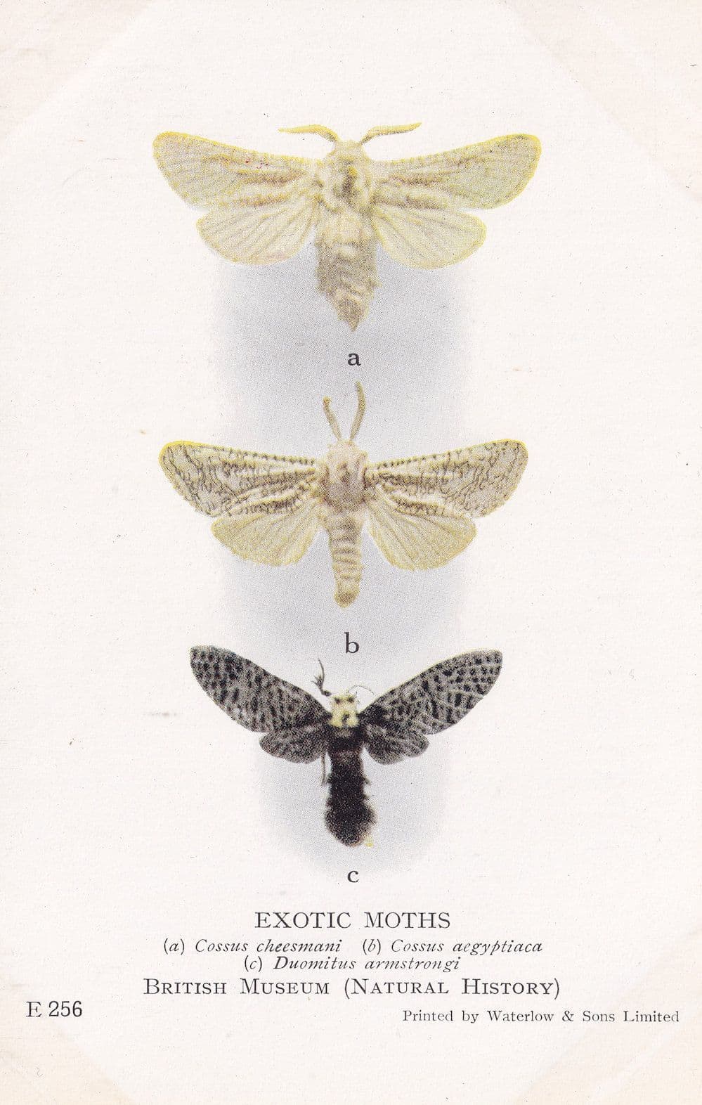 Cossus Cheesmani Aegyptiaca Cossidae Moth Family Exotic Moths Postcard
