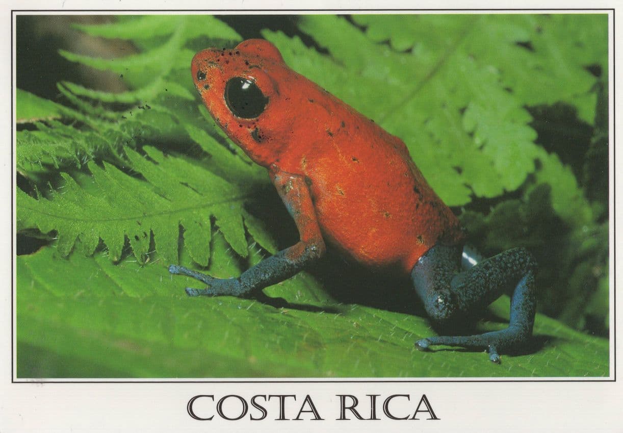 Costa Rica Red Inquisitive Bright Red Frog Postcard
