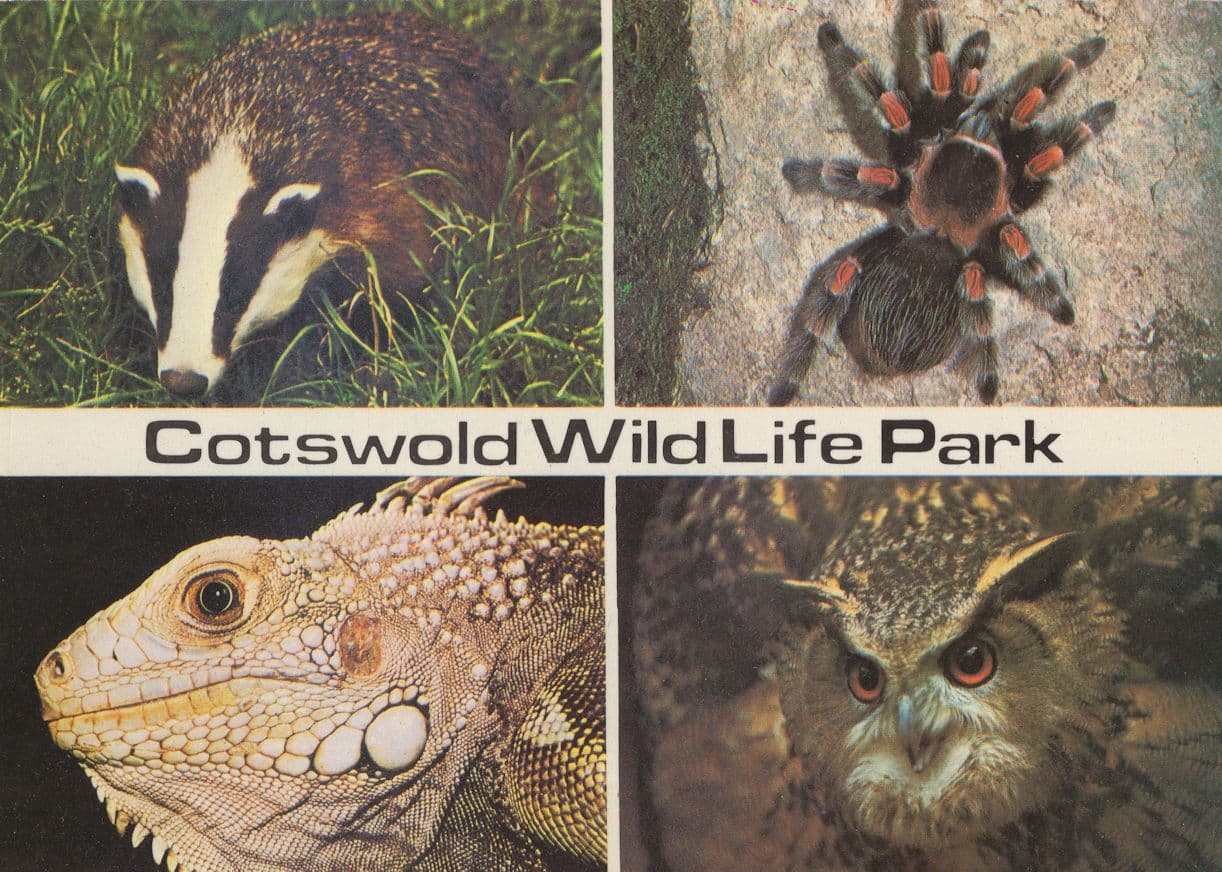 Cotswold Wildlife Park Tarantula Spider Zoo Postcard