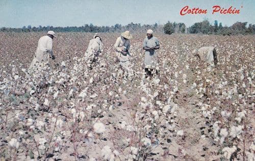 Cotton Pickin' American Postcard