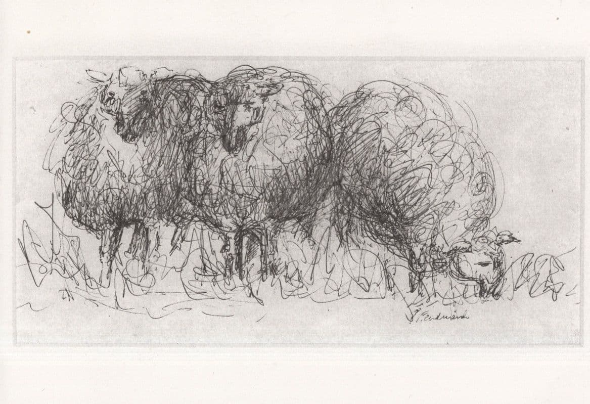 County Kerry Irish Sheep Ireland Glenna Ferdinando Painting Postcard