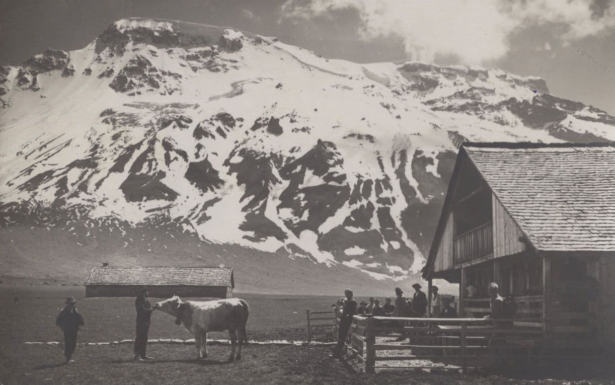 Cow Visiting Klubhutte Restaurant Adelboden Swiss Old Postcard