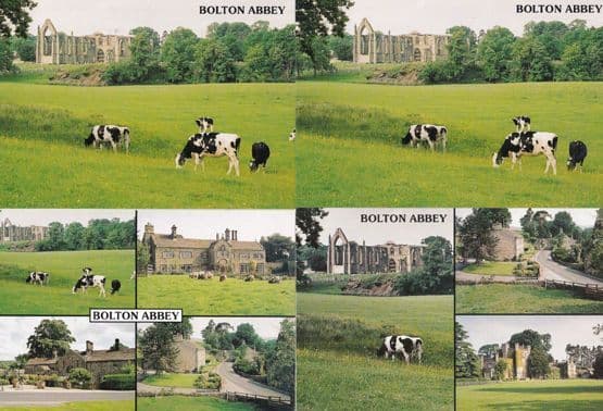 Cows Grazing at Bolton Abbey Yorkshire 4x Postcard s