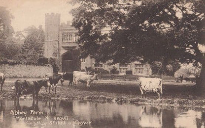 Cows Paddling Abbey Farm Yeovil Somerset Antique St Ives Is Perfect Postcard