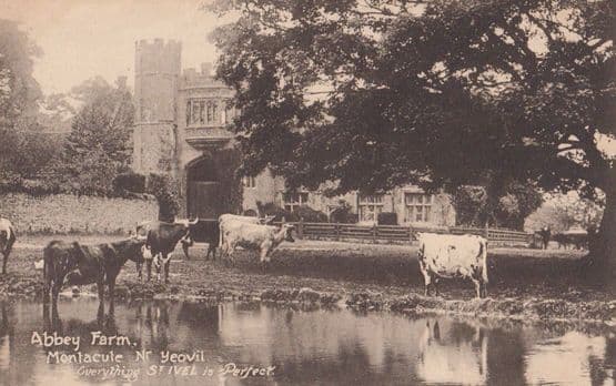 Cows Paddling Abbey Farm Yeovil Somerset Antique St Ives Is Perfect Postcard