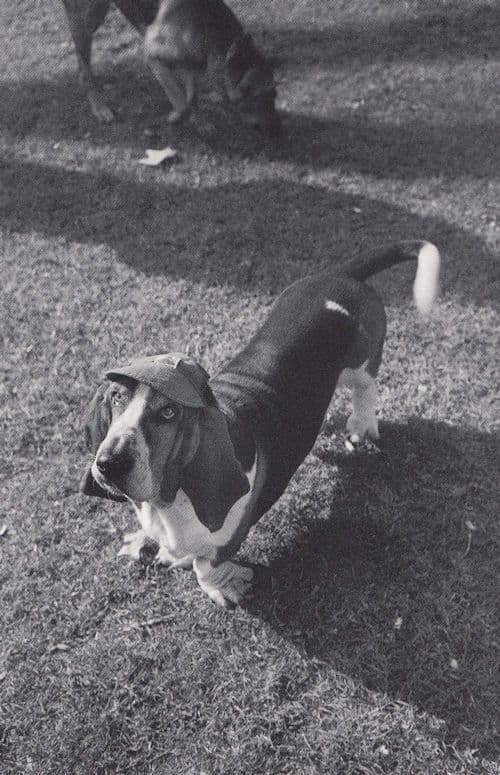 Crazy Buenos Aires Argentina Dog In Hunting Hat RPC Postcard