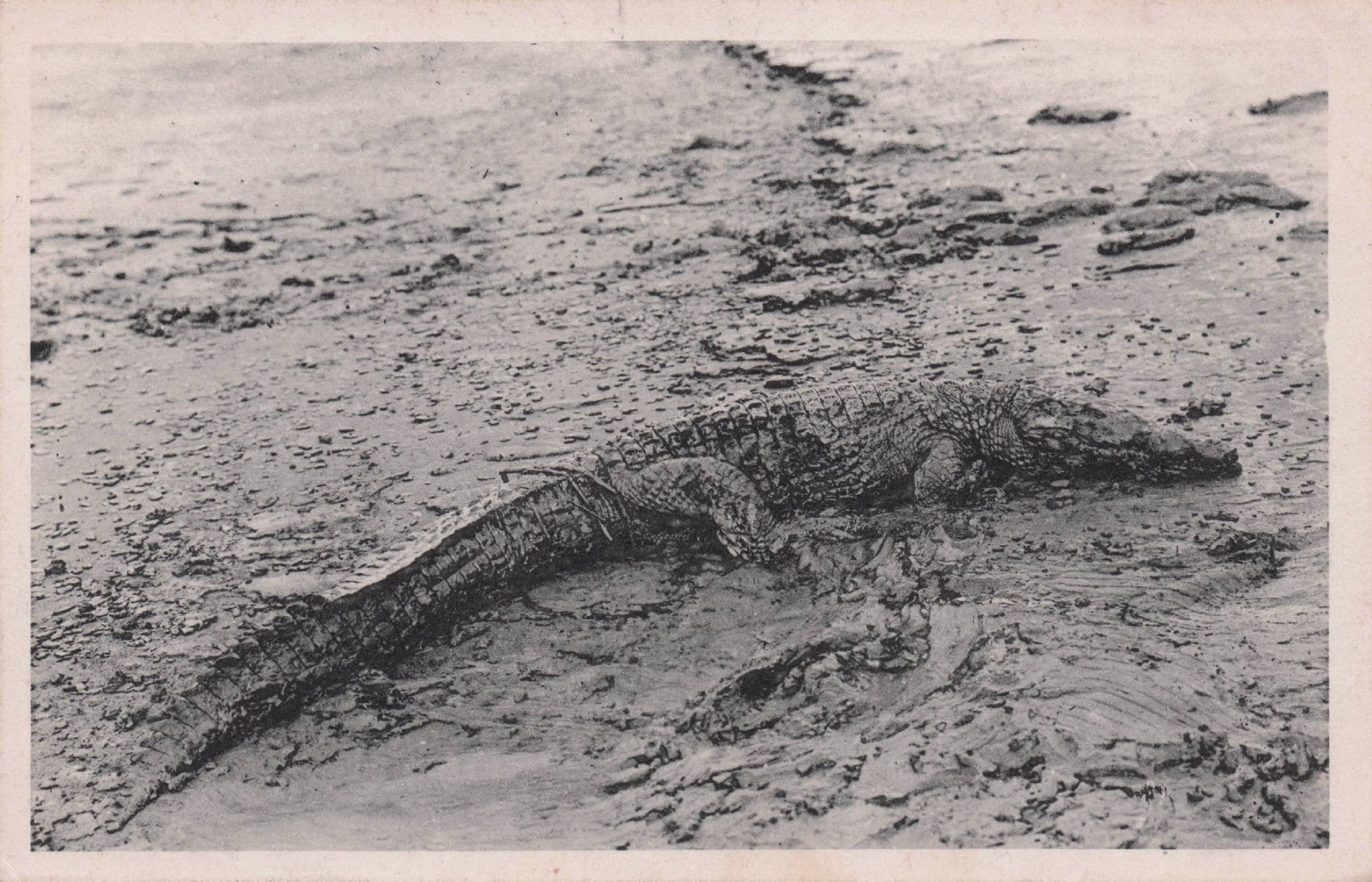 Crocodile Animal Hunting Bilhete Antique Blood Sports Portugal Postcard
