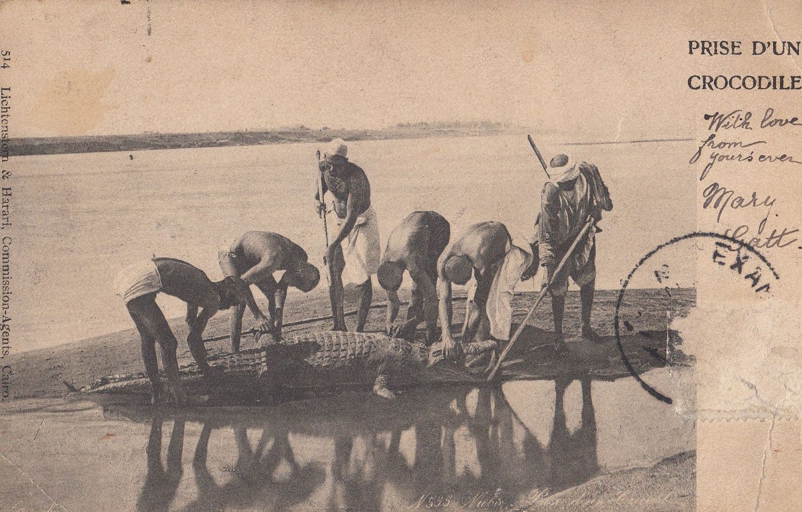 Crocodile Slaughter Killing Antique Postcard