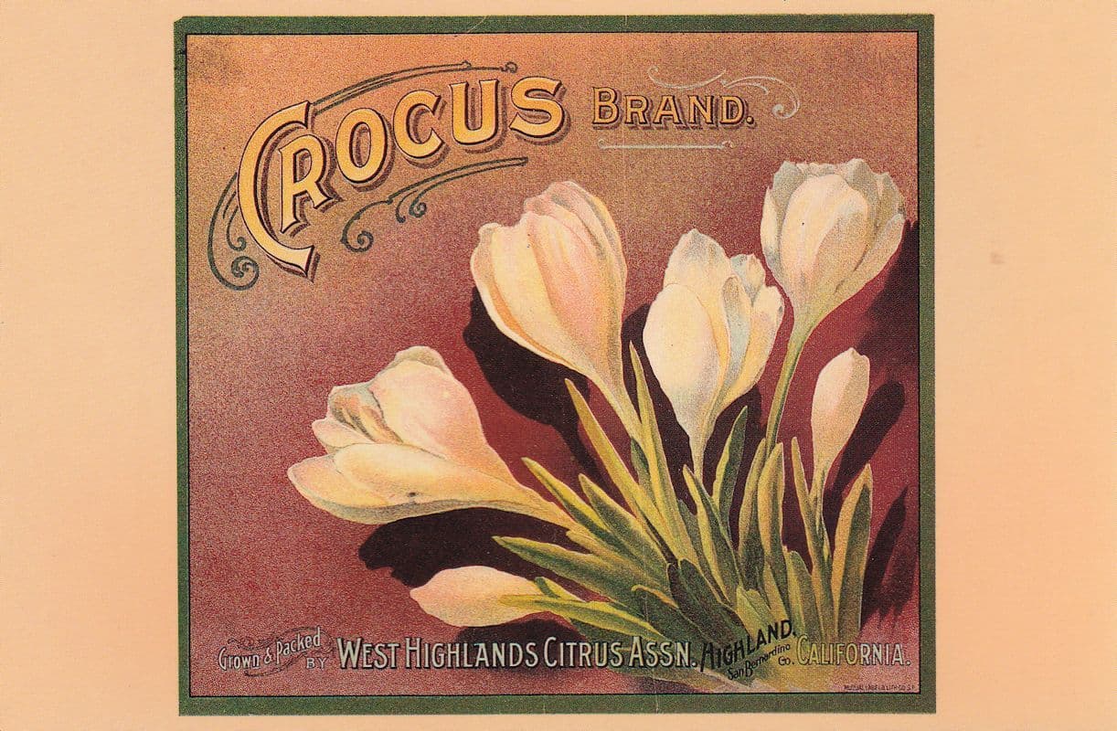 Crocus Brand West Highlands Citrus Association Advertising Postcard