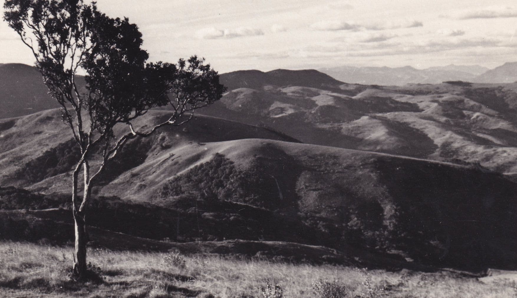 Crooked Tree at Vumba Mountains Southern Rhodesia Real Photo Postcard