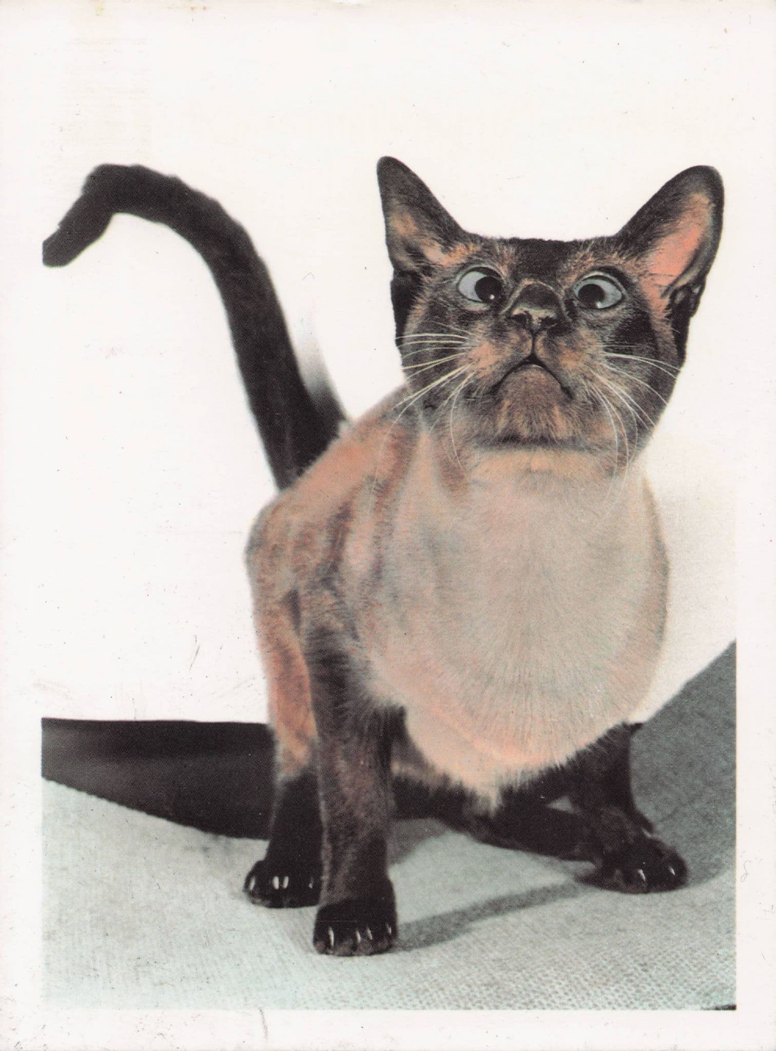 Cross Eyed Cat Unique Cats Painting Postcard
