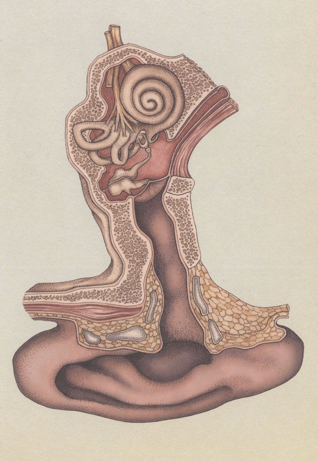 Cross Section Of The Ear Hearing Sound Morbid Postcard