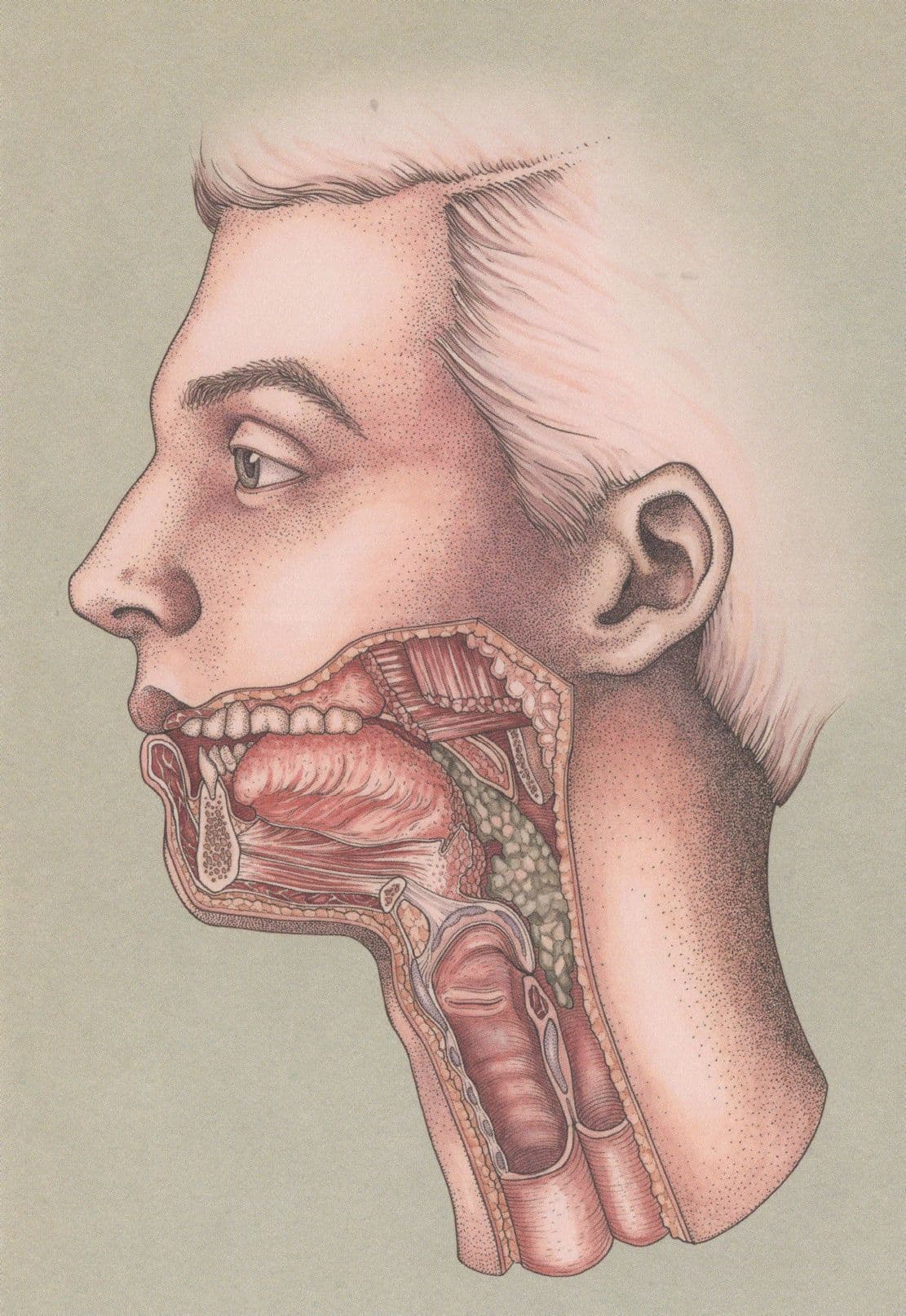 Cross Section Of The Mouth Swallowing Morbid Shock Postcard