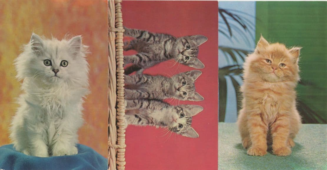 Cute Kittens Cats Startled 3x 1970s Postcard s
