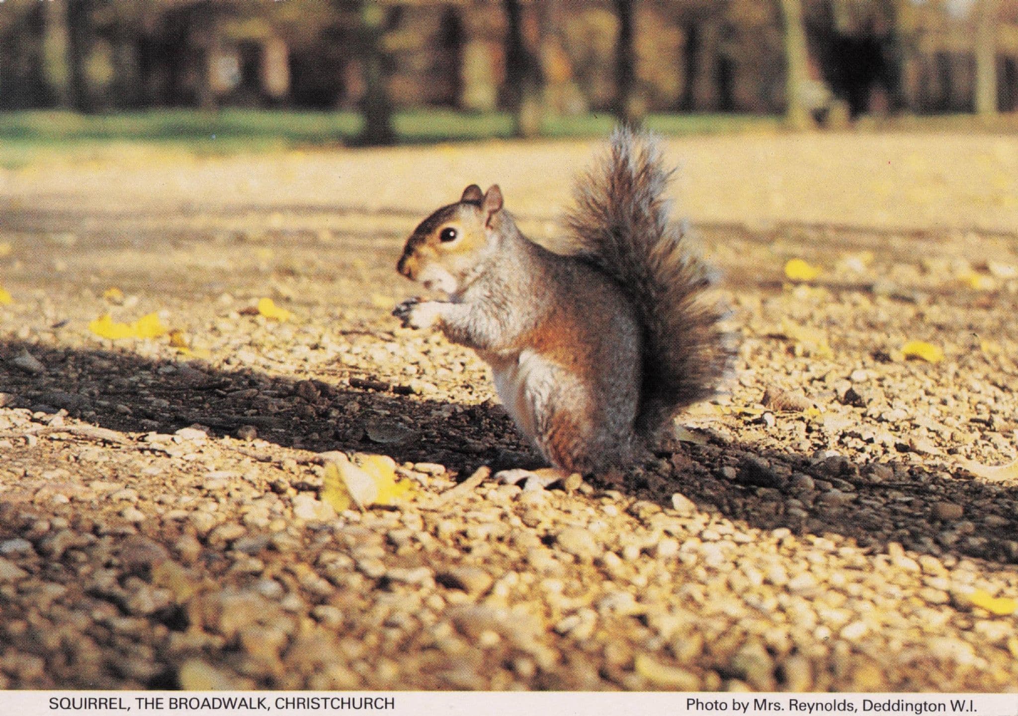 Cute Squirrel at Christchurch Bridleway Oxford Women's Institute Postcard