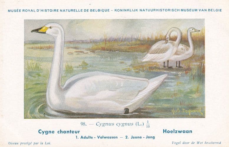 Cygnus White Swan Hoelzwaan WW2 Rare Bird Postcard