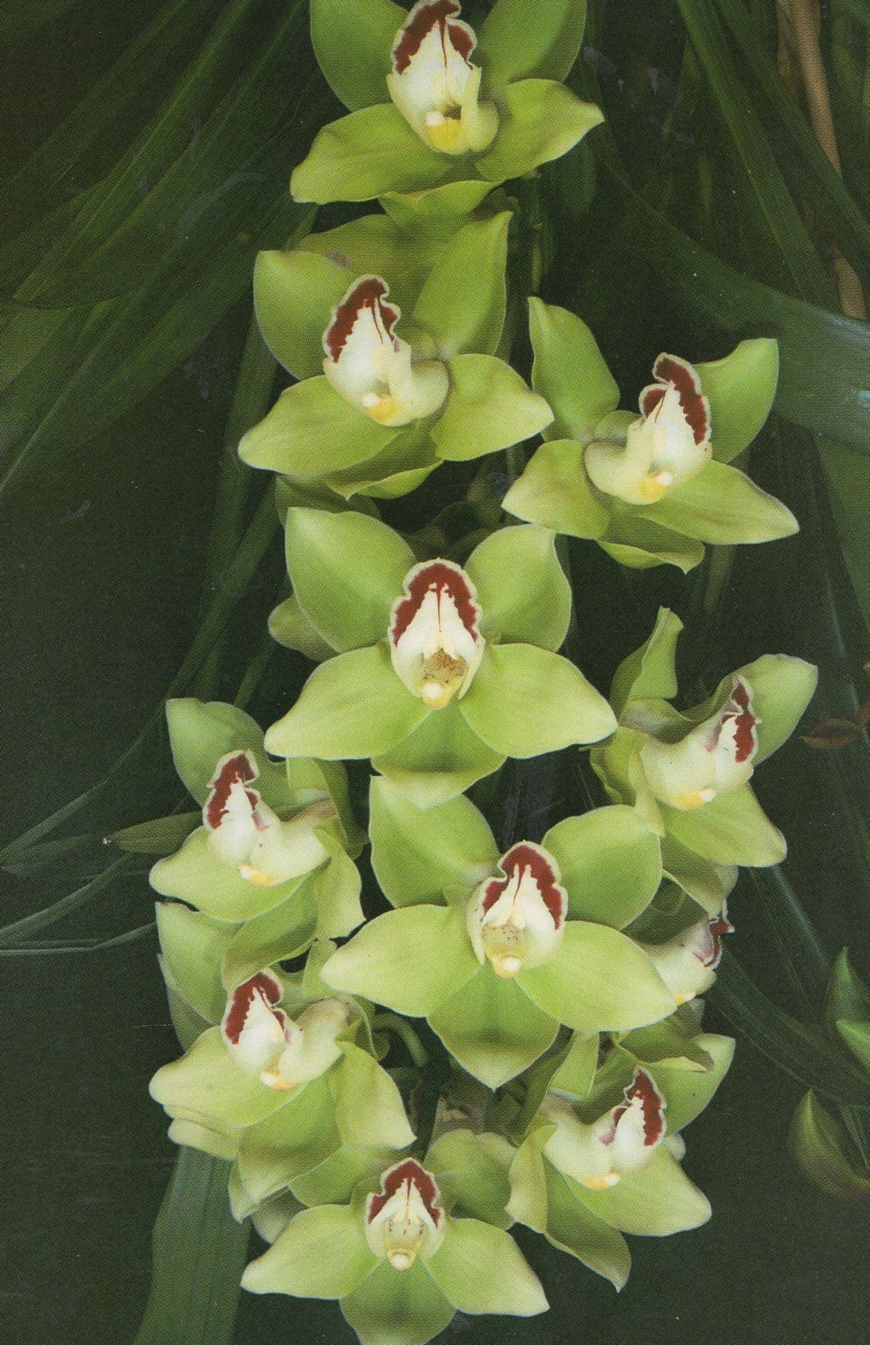 Cymbidum Highland Canary Jersey Orchid Flower Eric Young Postcard