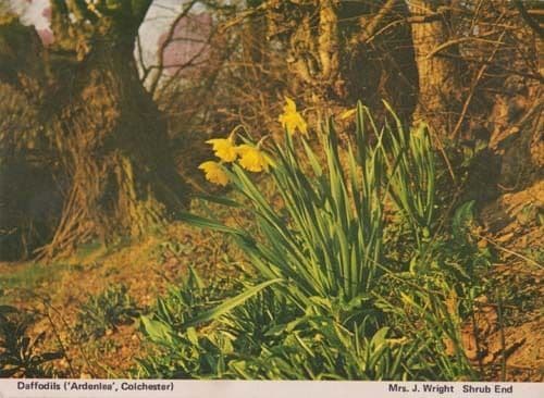 Daffodils Shrub End Colchester Flower Flowers Blossom Womens Institute Postcard