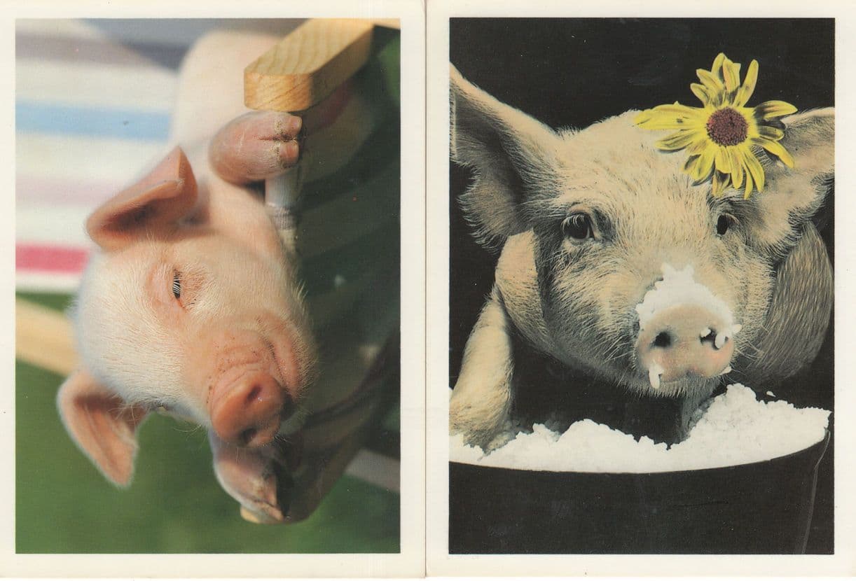Daisy Pig & Sleepy Baby Piglet 2x Postcard s