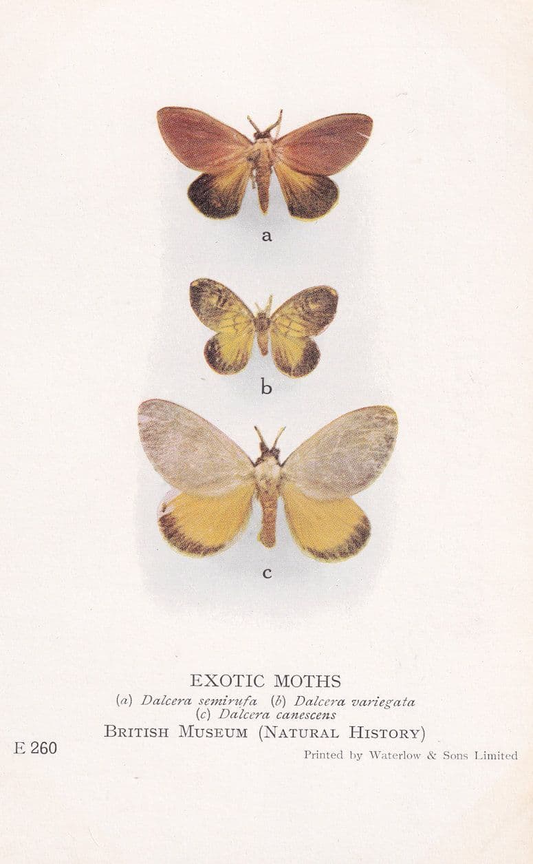Dalcera Semirufa Dalceridae Moths Antique Exotic Moth Postcard