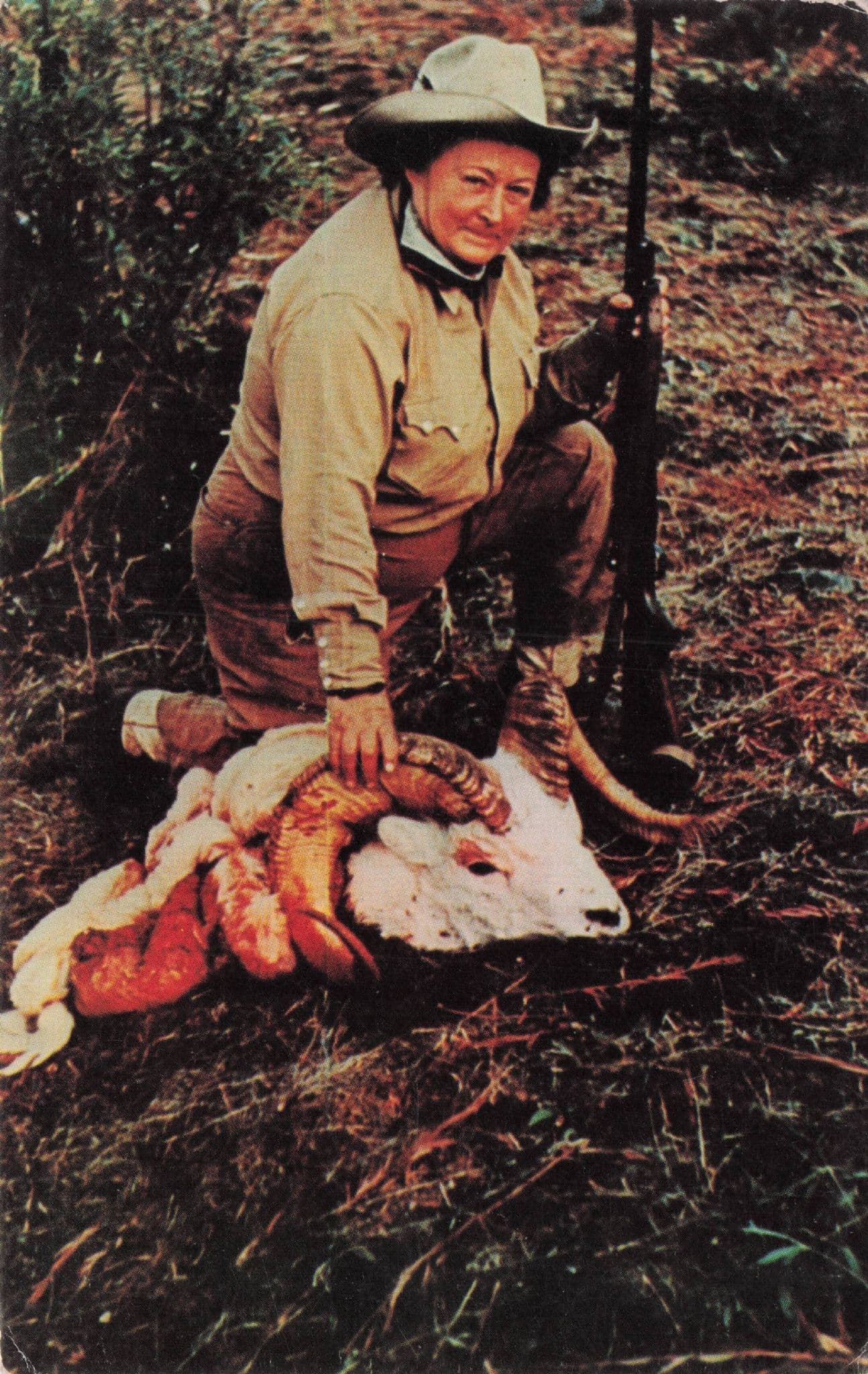 Dall Sheep Animal Hunting Breezewood Blood Sports PA USA Postcard