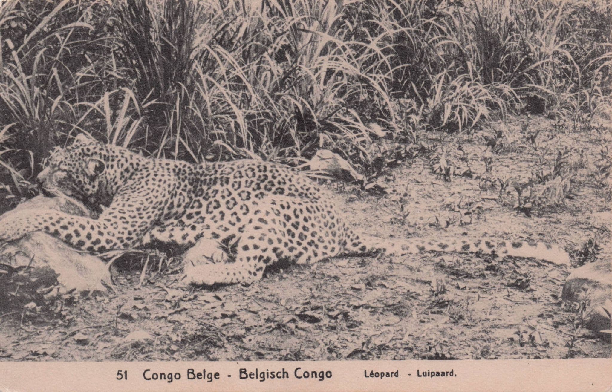 Dead Leopard Congo WW1 African French Animal Hunting Antique Postcard