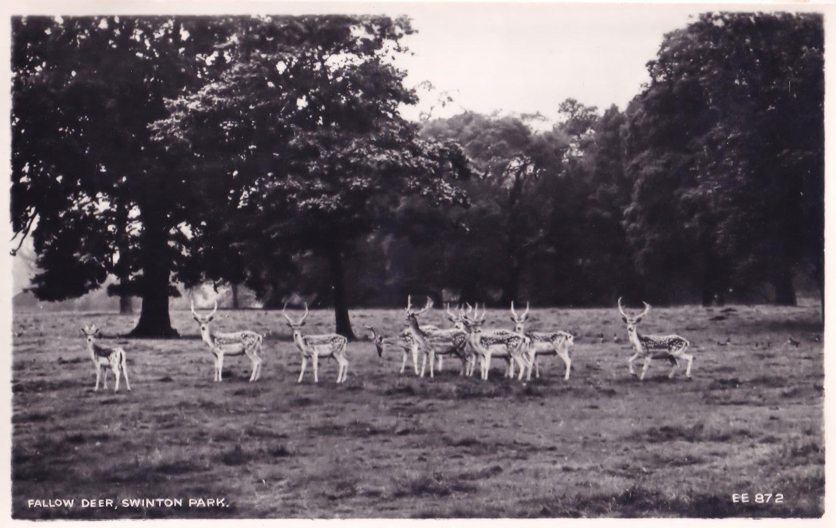 Deer at Swinton Park Zoo Lancashire Real Photo Old Postcard