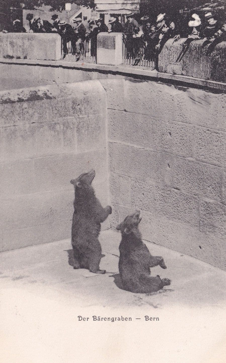 Der Barengraben Bern Switzerland Bears Antique Postcard