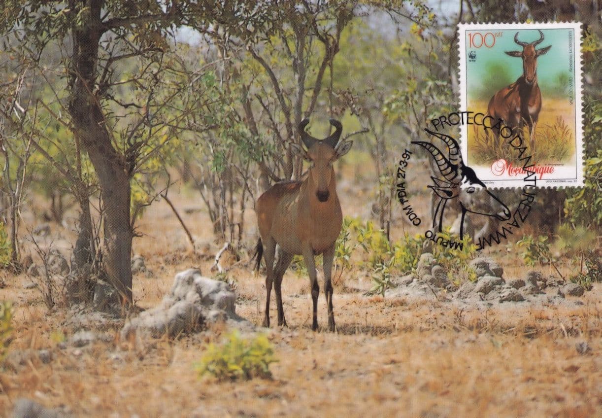 Der Lichtensteins Hartebeest Antelope Rare WWF Stamp First Day Cover Postcard