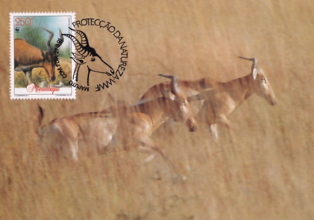 Der Lichtensteins Hartebeest Antelope WWF Stamp First Day Cover Postcard
