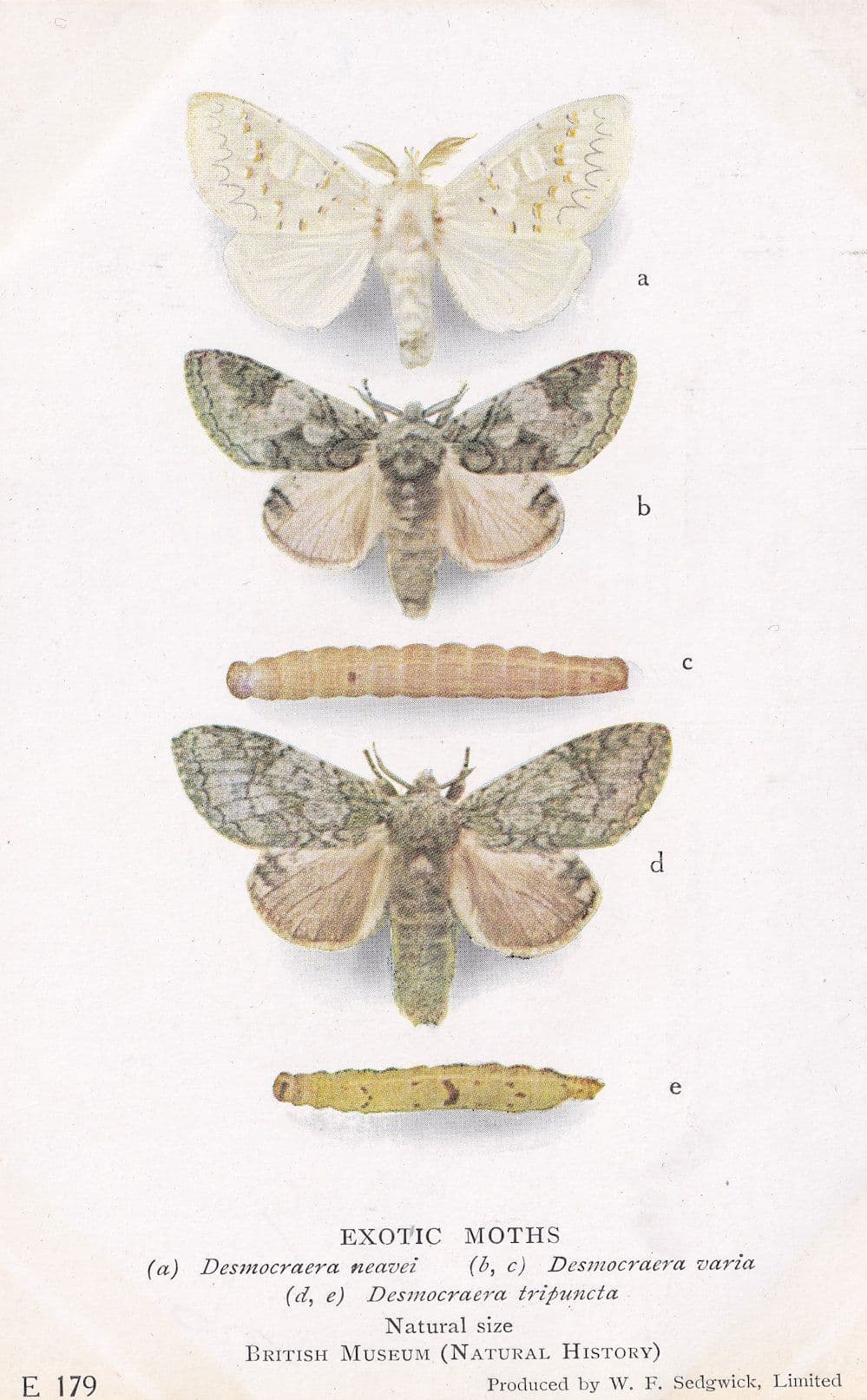 Desmocraera Neavei Varia Moth Caterpillar Exotic Moths Postcard