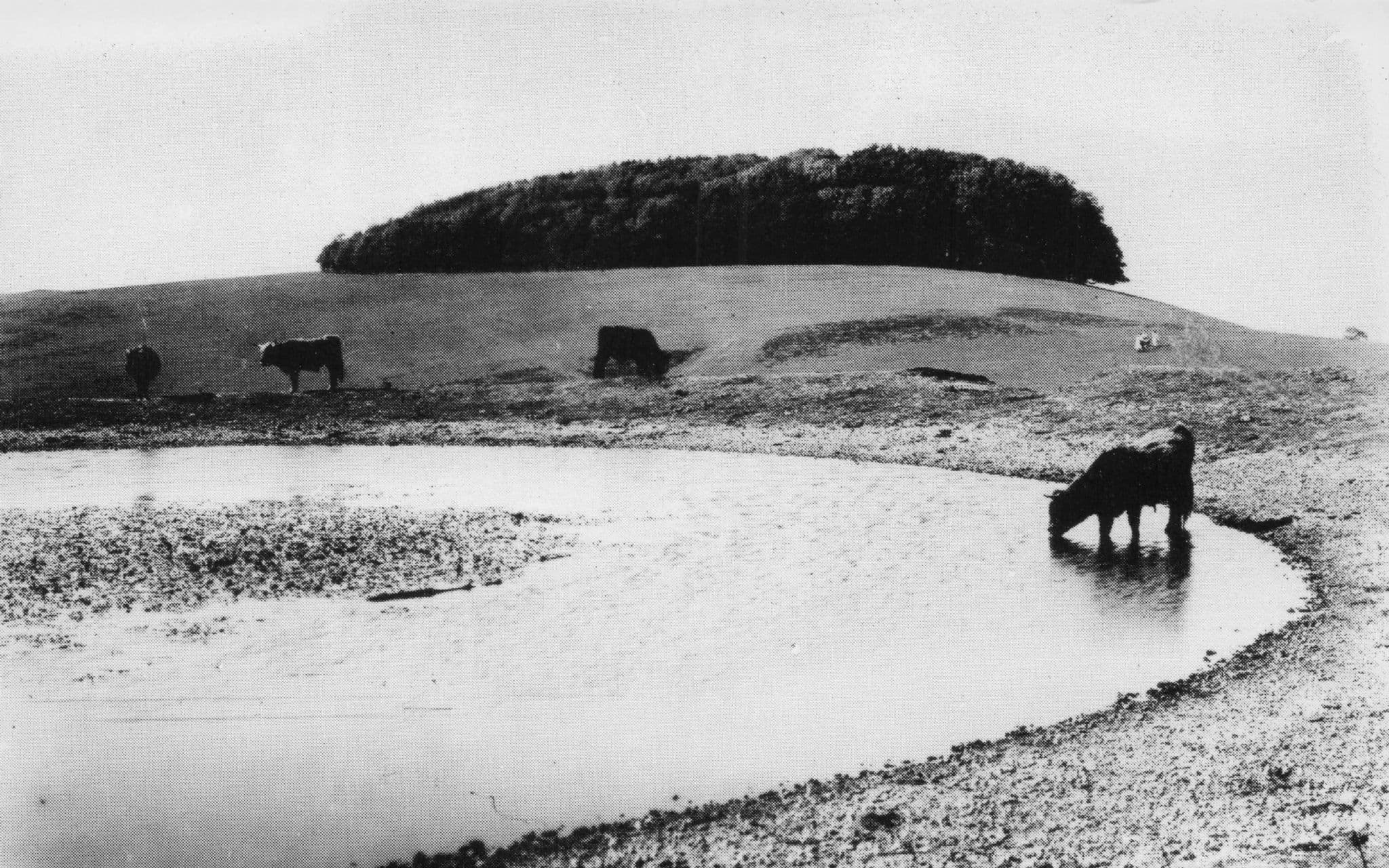 Dewpond & Chanctonbury Ring Sussex Iron Fort Water Supply Photo Postcard