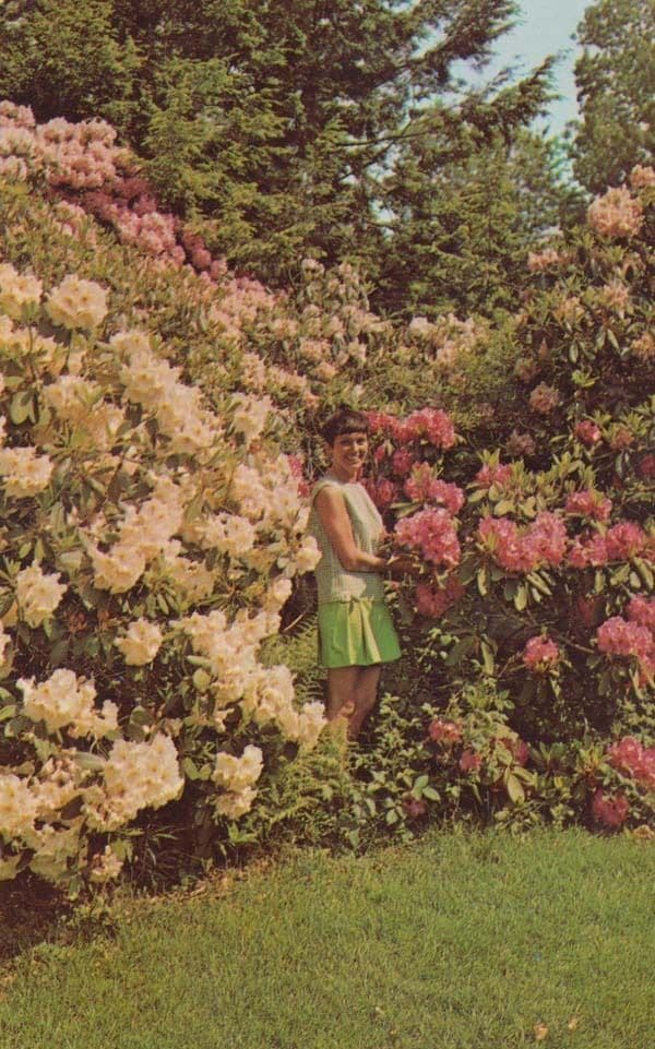 Dexter Rhododendrons Heritage Sandwich Plantation Falmouth Photo Postcard
