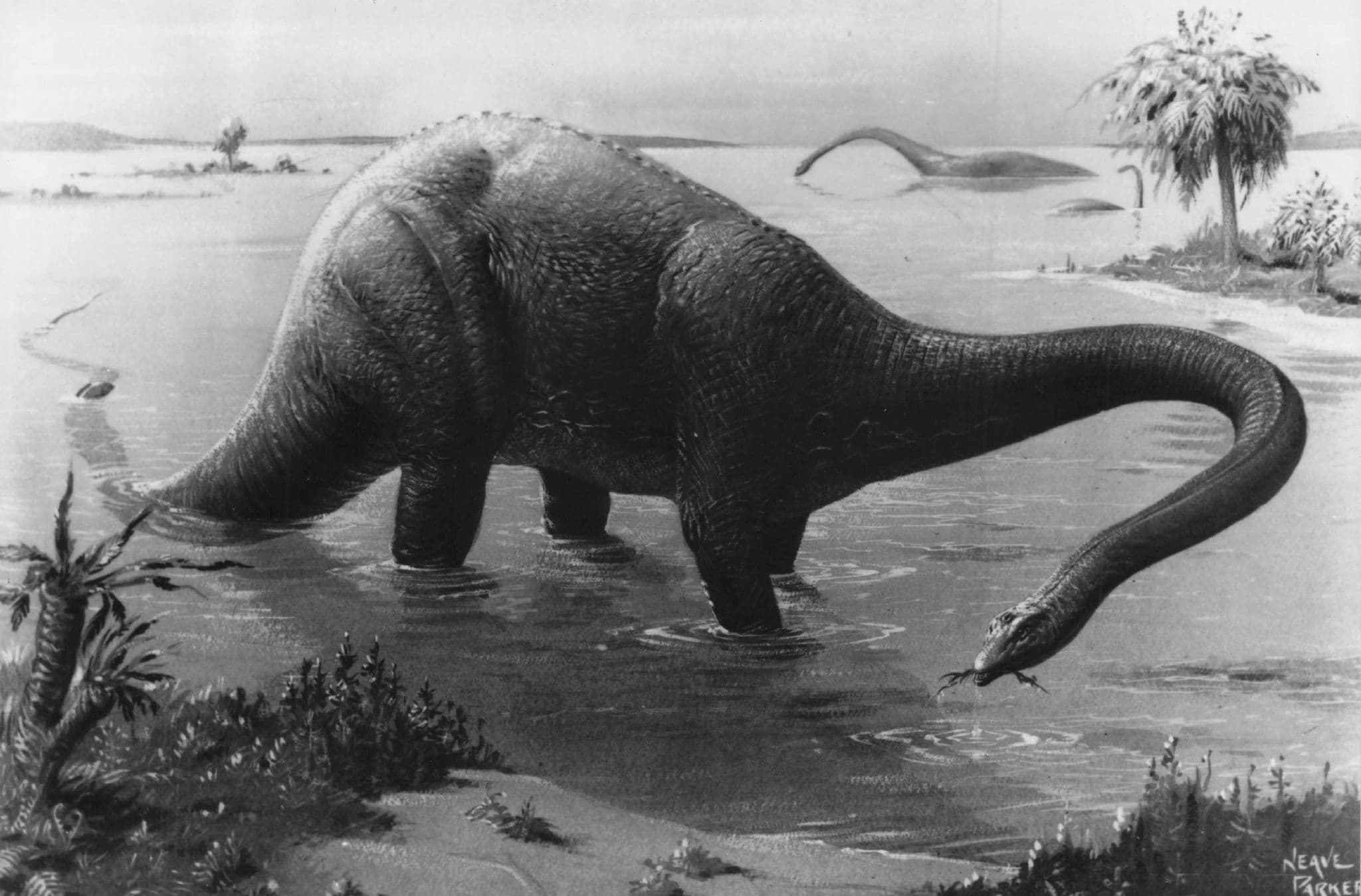 Diplodocus Prehistoric Dinosaur Vintage RPC Museum Real Photo Postcard