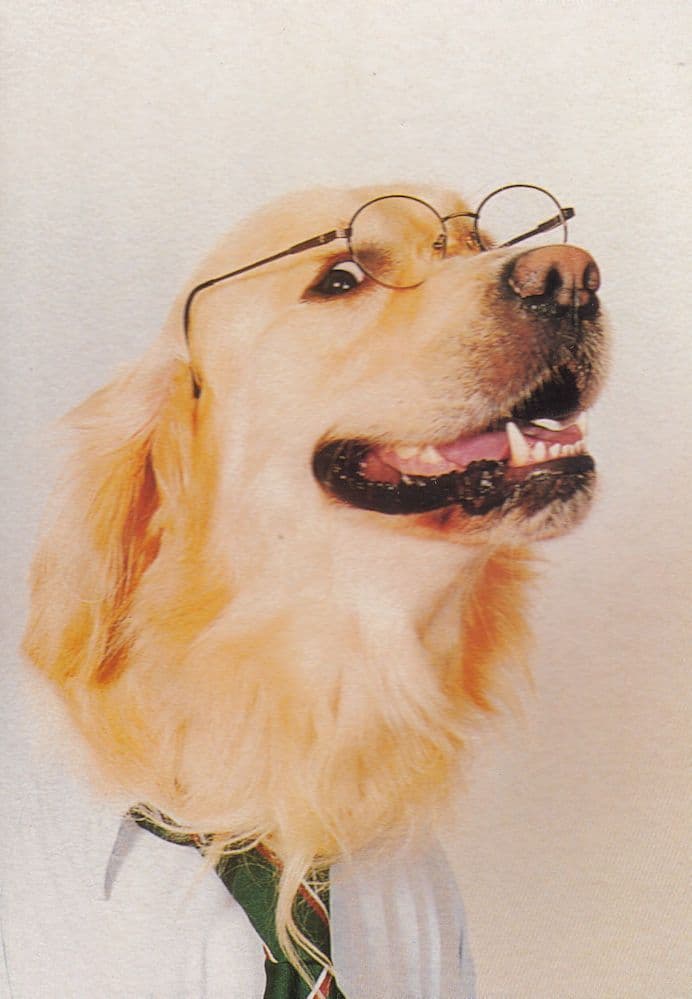 Dog Dressed Fancy Dress School Child Boy Uniform Postcard