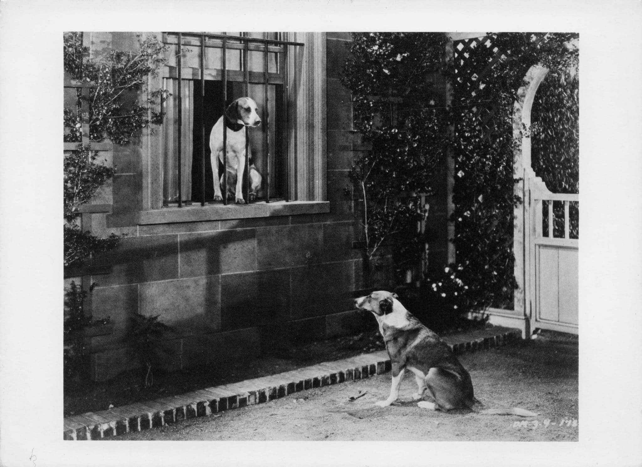 Dogs In Faithful Friend 1920s Old Movie Real Photo Postcard