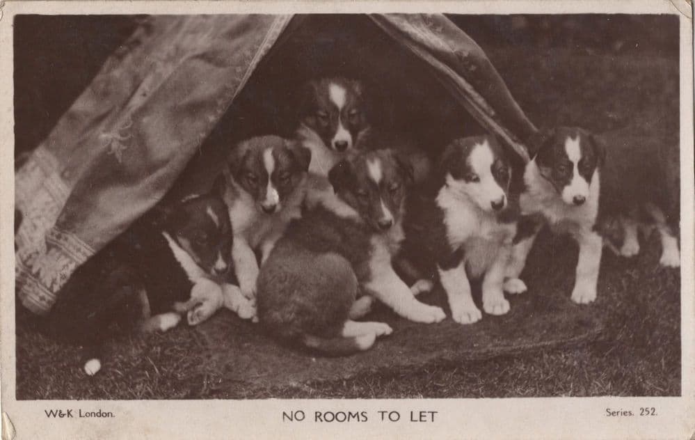 Dogs In Tent Camping No Rooms To Rent Let Old RPC Postcard