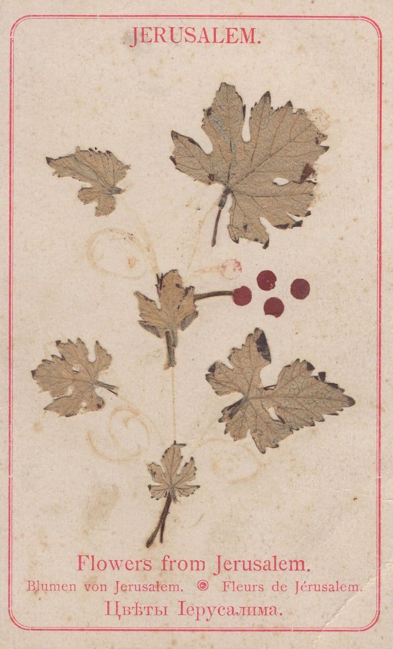 Dried Flowers From Jerusalem Antique Plain Back Postcard