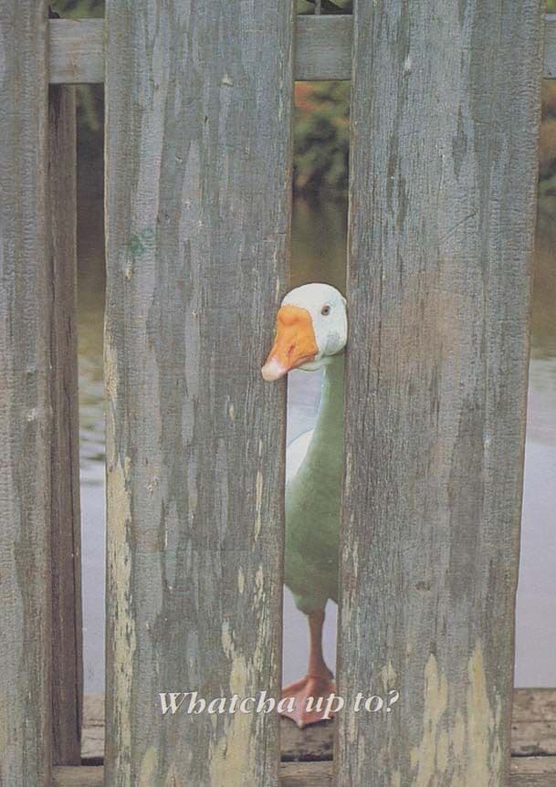 Duck Peeping Tom Animal Spying Spy Bird Whatcha Up To Postcard