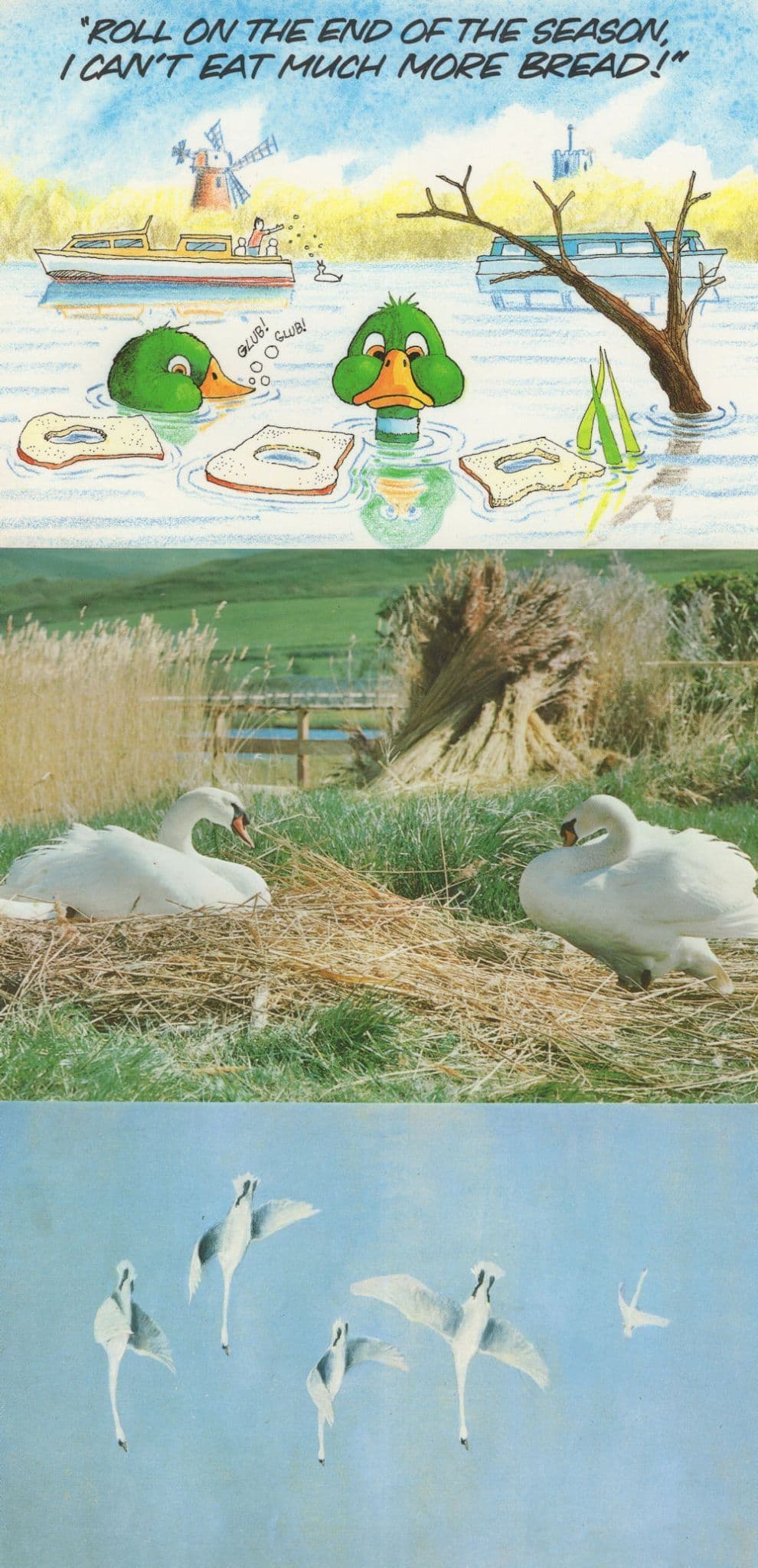Duck Swans Being Fed Too Much Bread RPC 3x Comic Postcard s