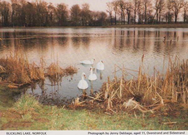 Ducks Swan Birds at Blickling Norfolk Rare Village River Lake Postcard