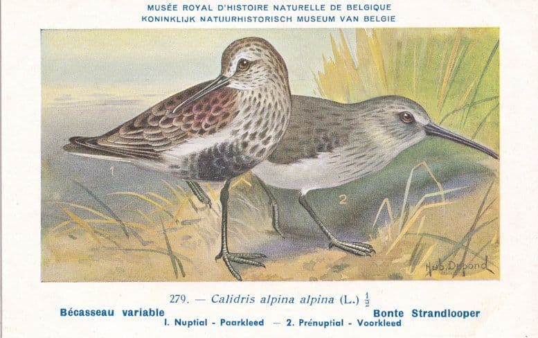 Dunlin Calidris Alpina Bird Antique Rare Postcard