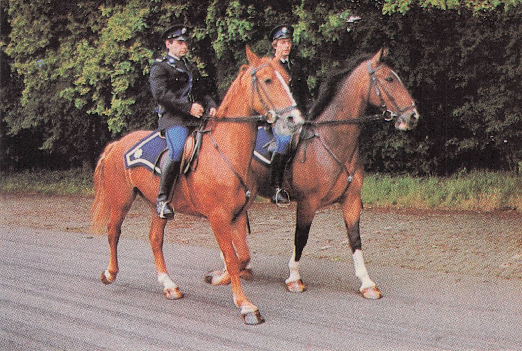 Dutch Holland Paarden Politie Police Horse Photo Trade Card