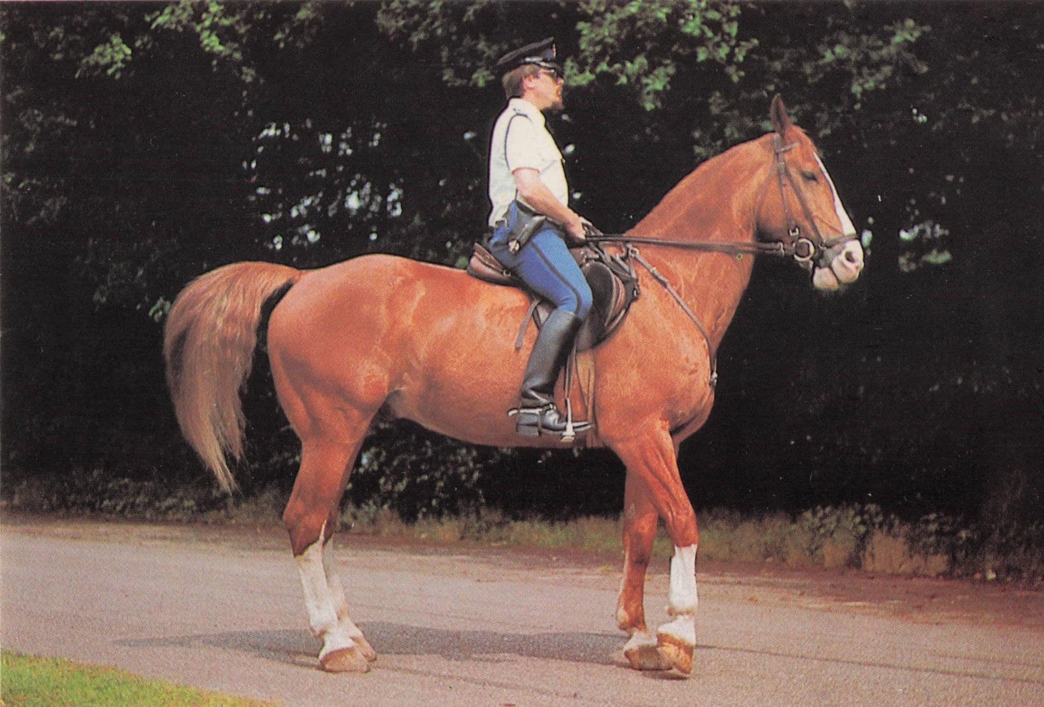 Dutch Holland Paarden Politie Police Horse Rare Photo Trade Card